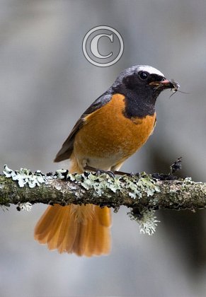 Redstart (Male) 2